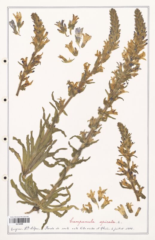 Campanula spicata  (Campanulaceae)
