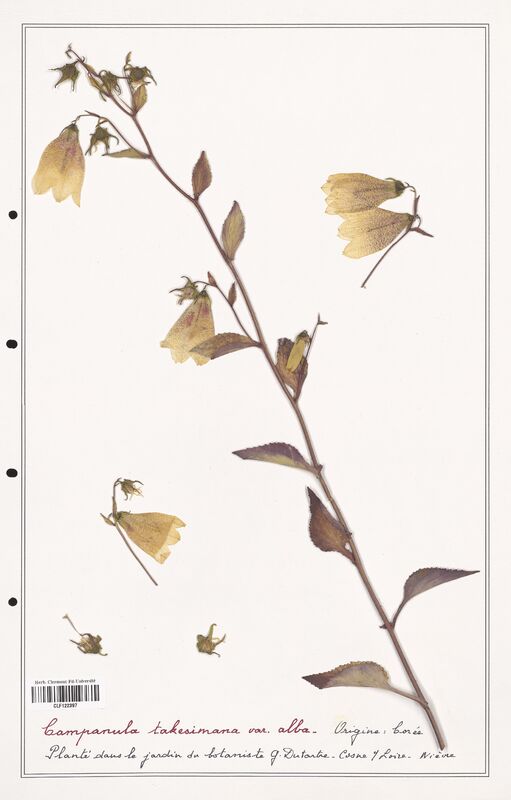 Campanula takesimana  (Campanulaceae)