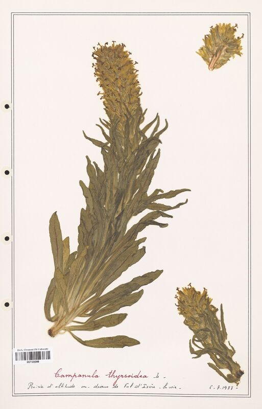 Campanula thyrsoidea  (Campanulaceae)