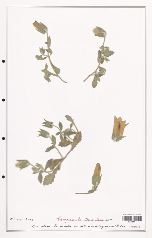 Campanula tomentosa  (Campanulaceae)