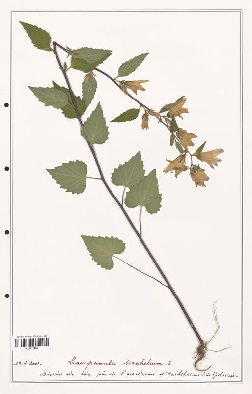 Campanula trachelium  (Campanulaceae)