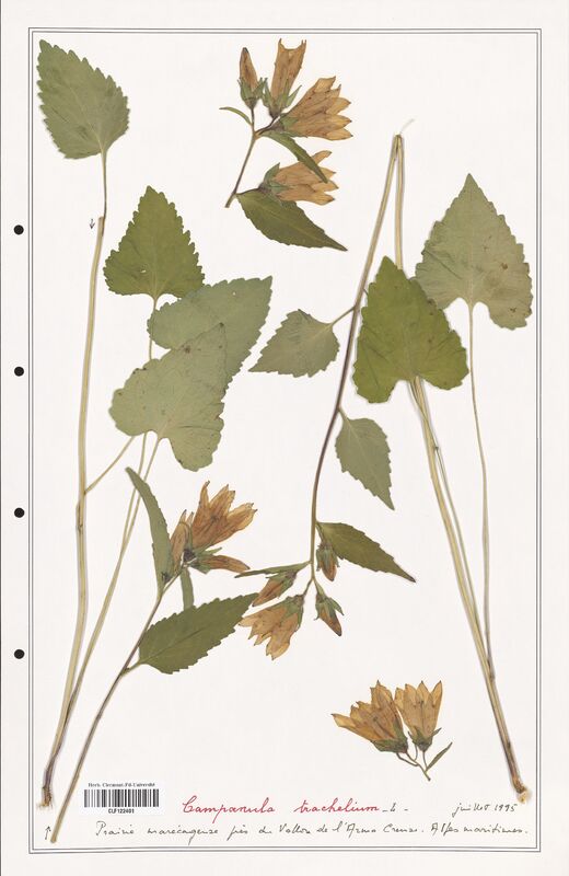 Campanula trachelium  (Campanulaceae)