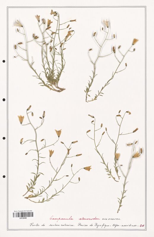 Campanula stenocodon  (Campanulaceae)