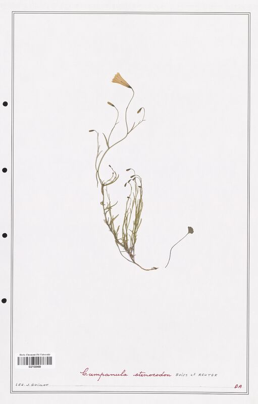 Campanula stenocodon  (Campanulaceae)