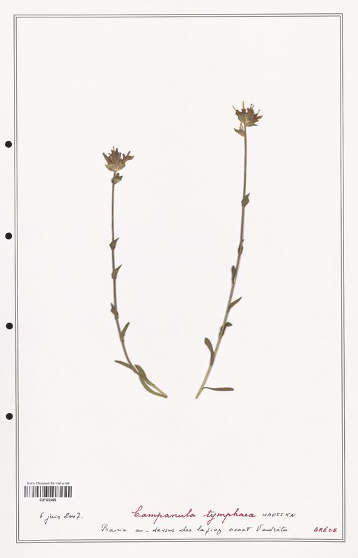 Campanula tymphaea  (Campanulaceae)