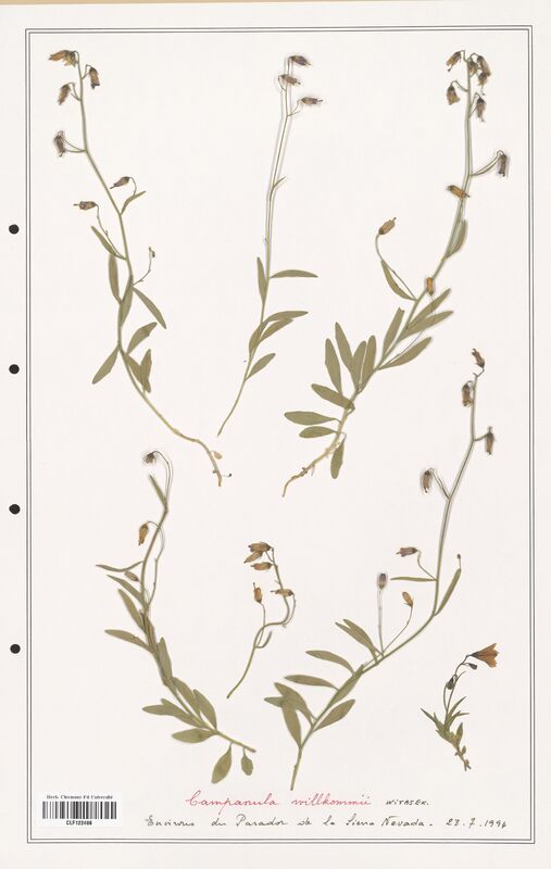 Campanula willkommii  (Campanulaceae)