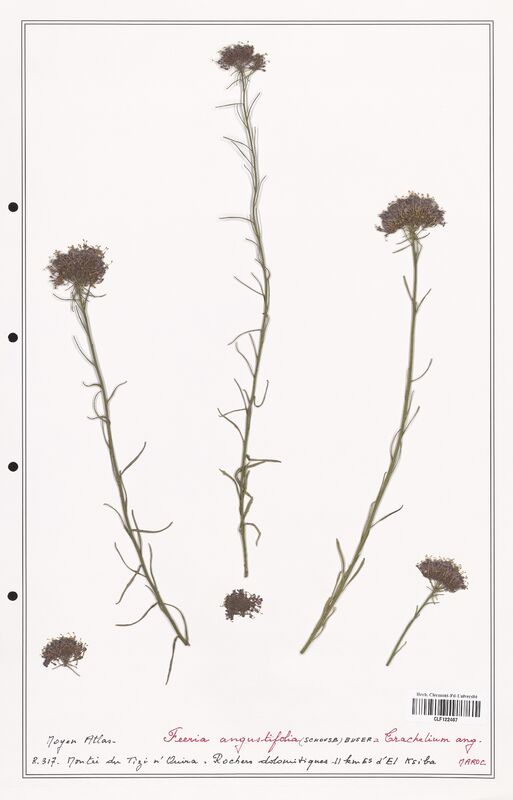 Feeria angustifolia  (Campanulaceae)