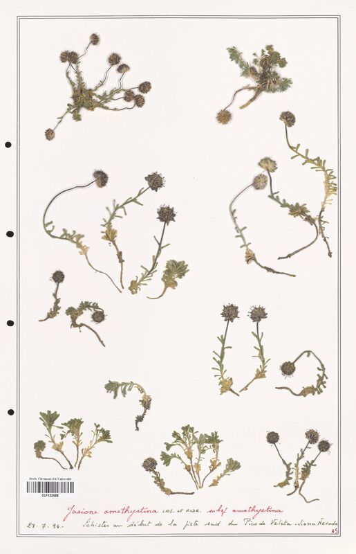 Jasione amesthystina  (Campanulaceae)