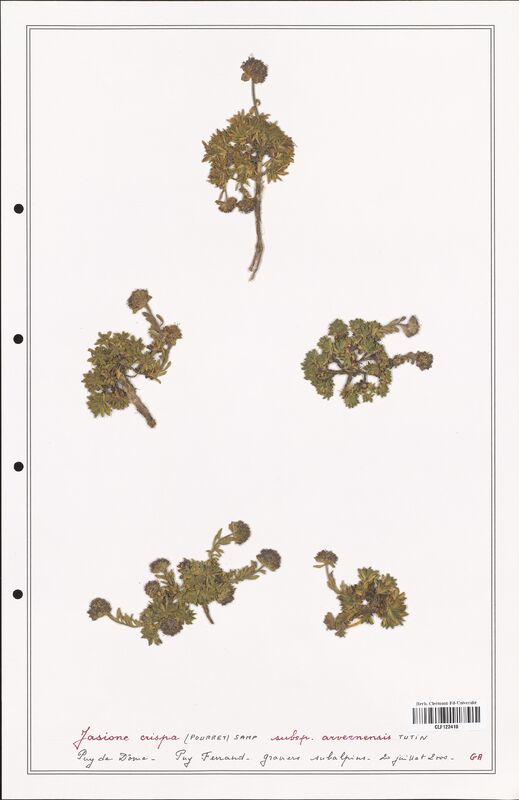 Jasione crispa  (Campanulaceae)