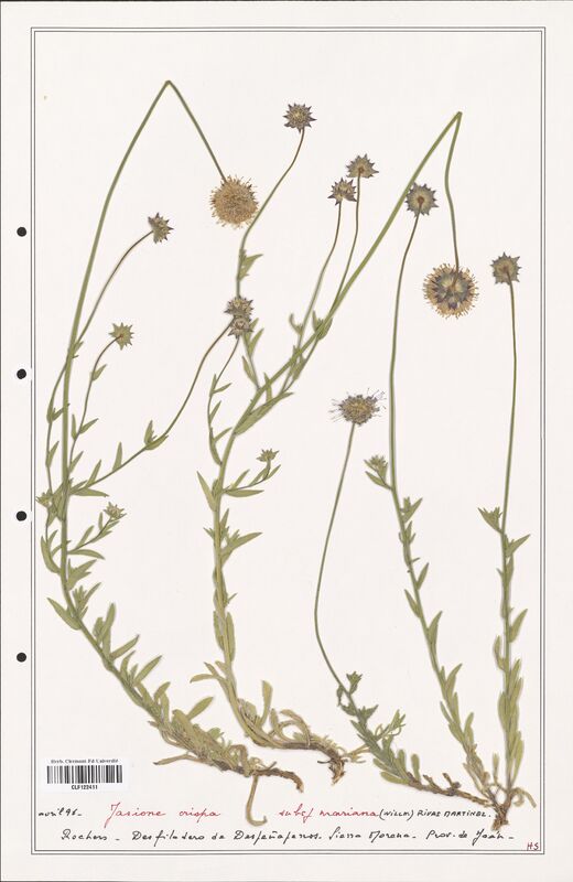 Jasione crispa  (Campanulaceae)