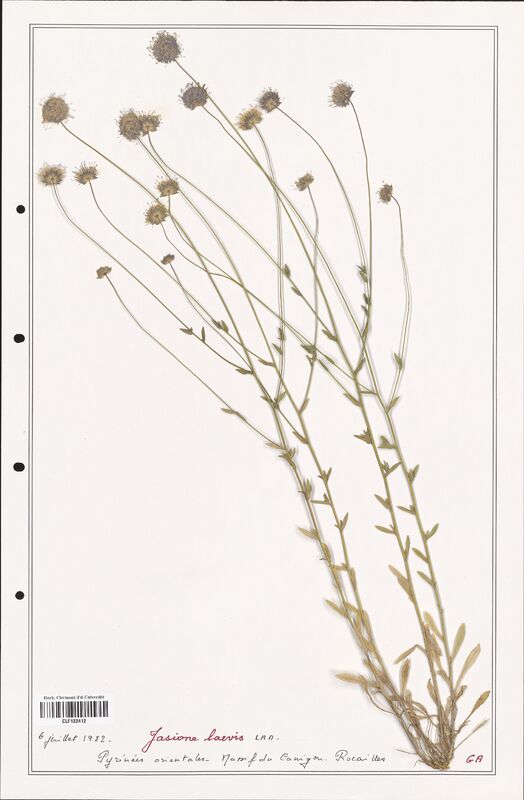 Jasione laevis  (Campanulaceae)