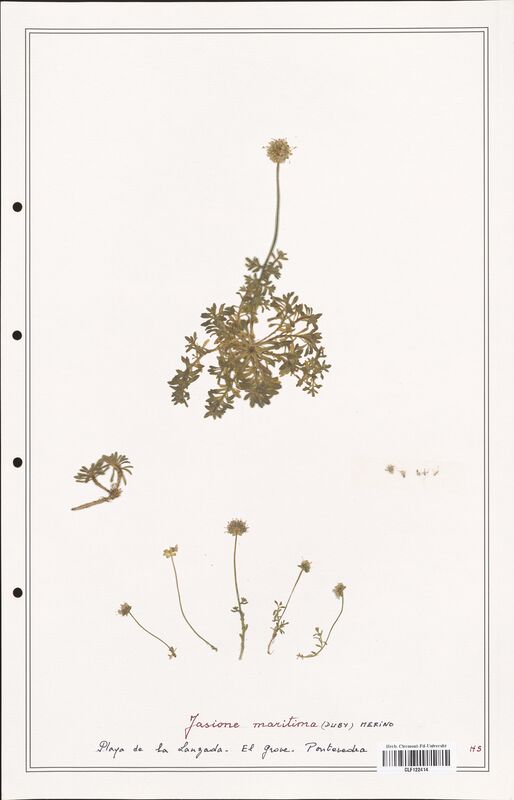 Jasione maritima  (Campanulaceae)