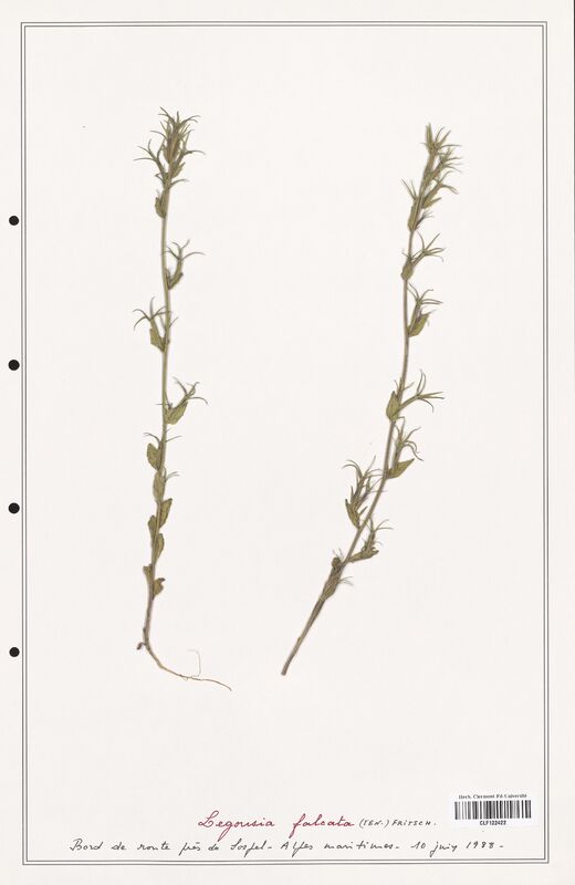 Legousia falcata  (Campanulaceae)