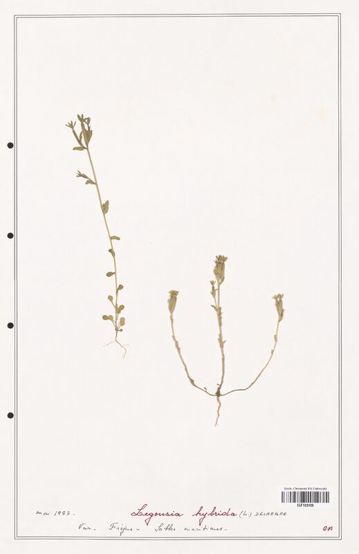 Legousia hybrida  (Campanulaceae)