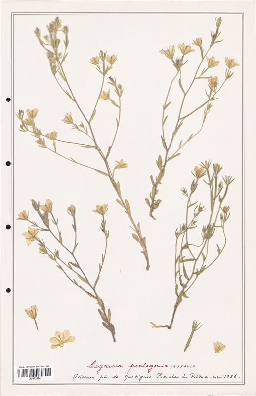 Legousia pentagonia  (Campanulaceae)