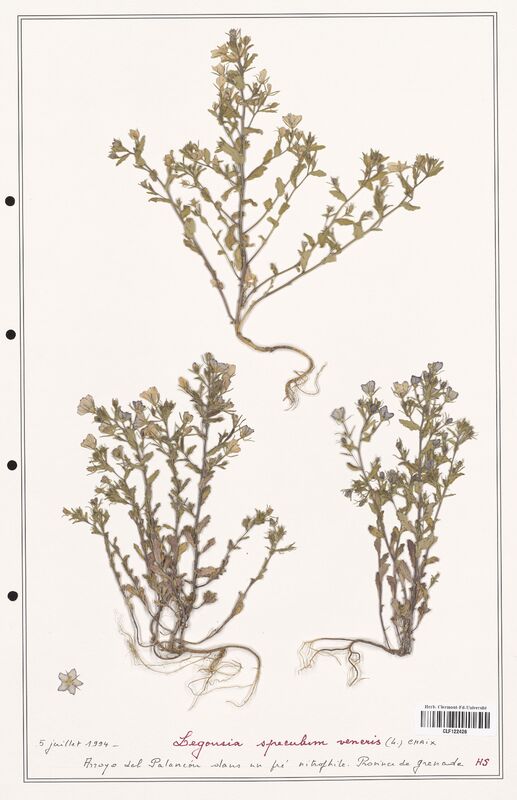 Legousia speculum  (Campanulaceae)