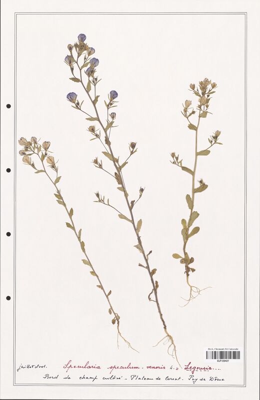 Specularia speculum  (Campanulaceae)