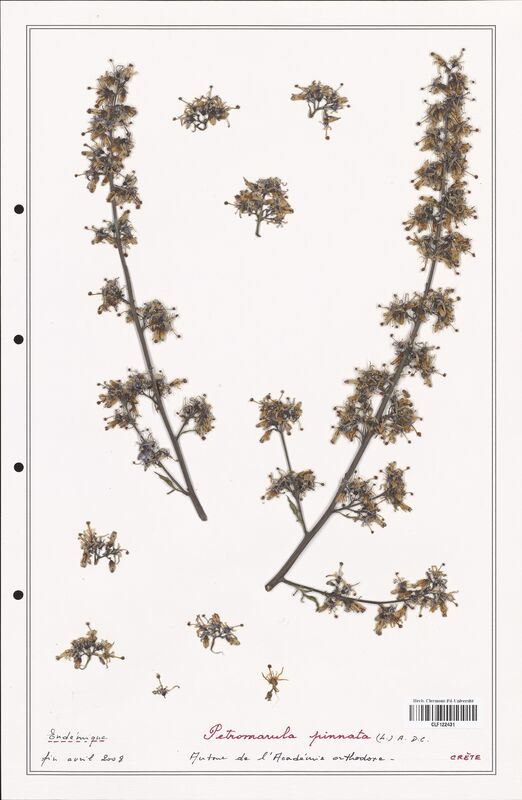 Petromarula pinnata  (Campanulaceae)