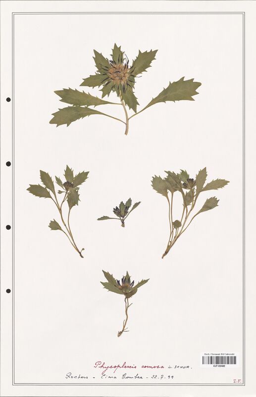 Physoplexis cornosa  (Campanulaceae)