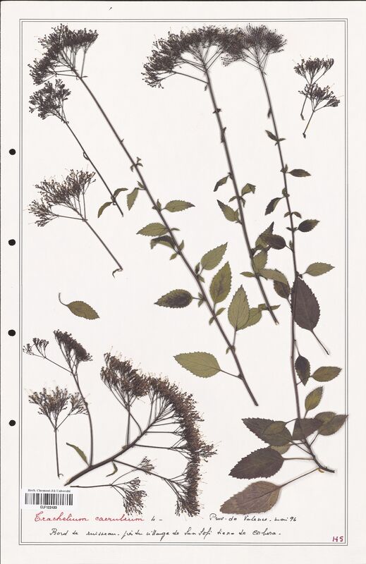 Trachelium caeruleum  (Campanulaceae)