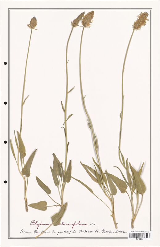 Phyteuma betonicifolium  (Campanulaceae)