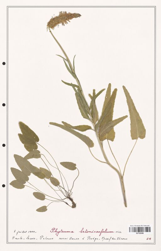 Phyteuma betonicifolium  (Campanulaceae)