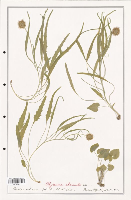 Phyteuma charmelii  (Campanulaceae)