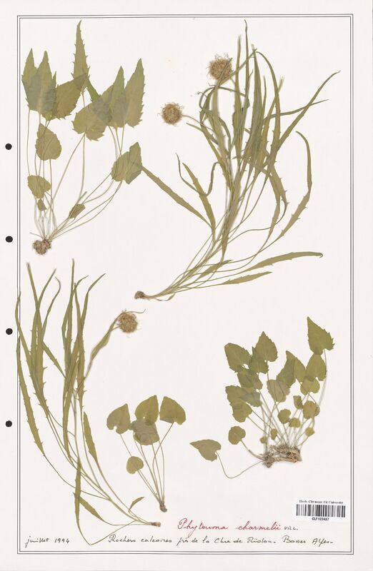 Phyteuma charmelii  (Campanulaceae)