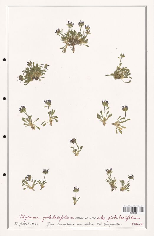 Phyteuma globulariifolium  (Campanulaceae)