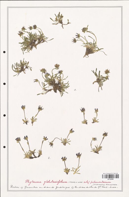 Phyteuma globulariifolium  (Campanulaceae)