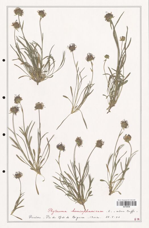 Phyteuma hemisphaericum  (Campanulaceae)