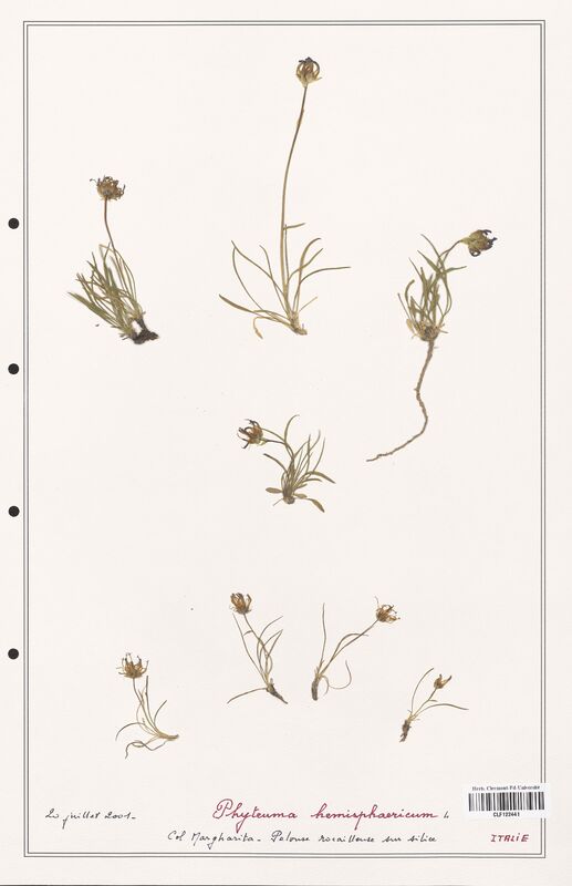 Phyteuma hemisphaericum  (Campanulaceae)