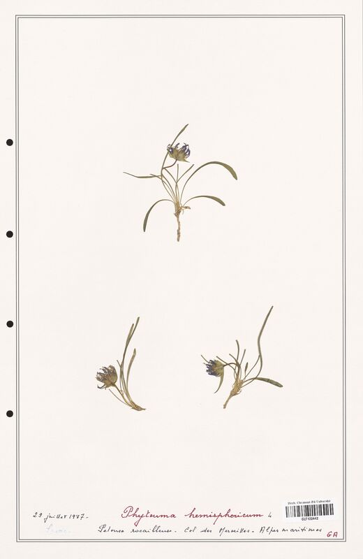 Phyteuma hemisphaericum  (Campanulaceae)