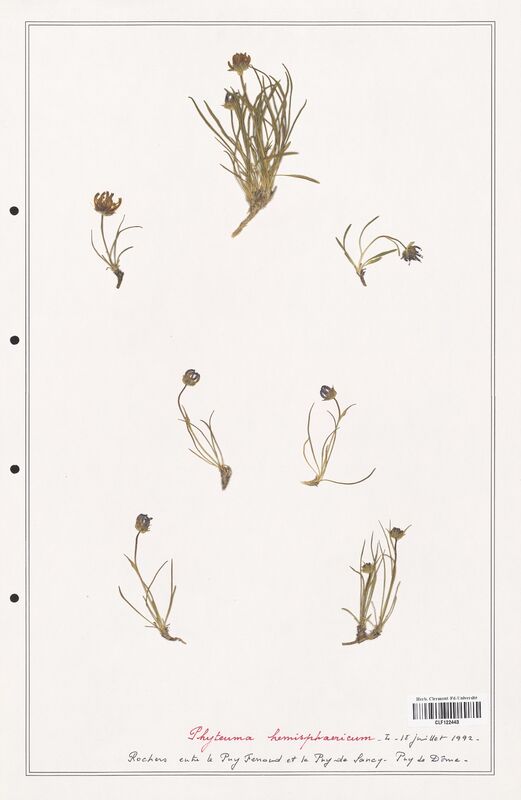 Phyteuma hemisphaericum  (Campanulaceae)