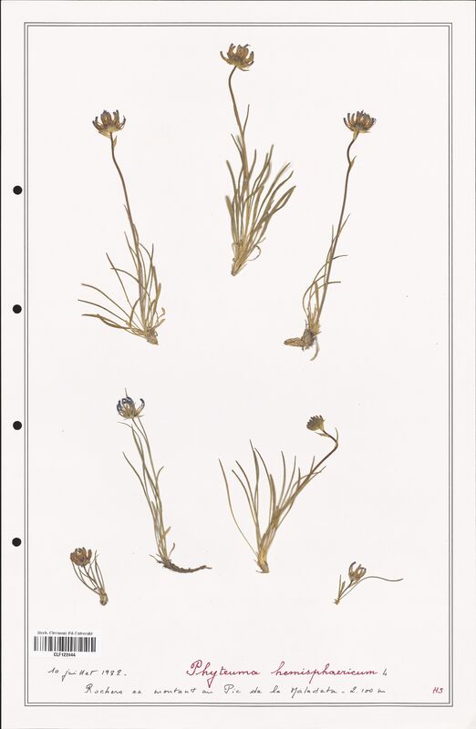 Phyteuma hemisphaericum  (Campanulaceae)