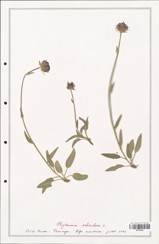 Phyteuma orbiculare  (Campanulaceae)