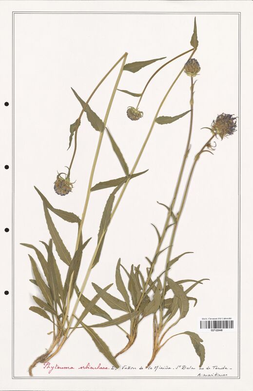 Phyteuma orbiculare  (Campanulaceae)