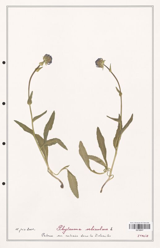 Phyteuma orbiculare  (Campanulaceae)