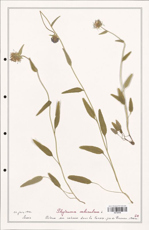 Phyteuma orbiculare  (Campanulaceae)