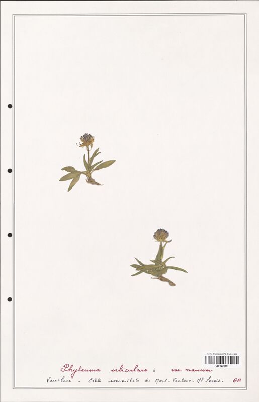 Phyteuma orbiculare  (Campanulaceae)