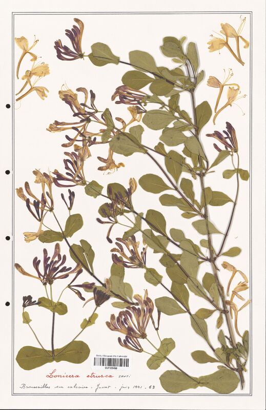 Lonicera etrusca  (Caprifoliaceae)