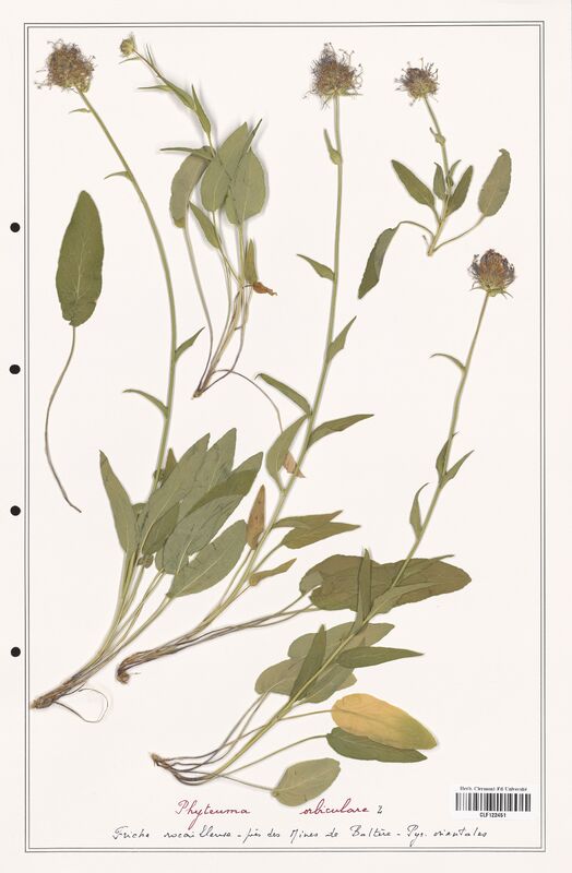 Phyteuma orbiculare  (Campanulaceae)