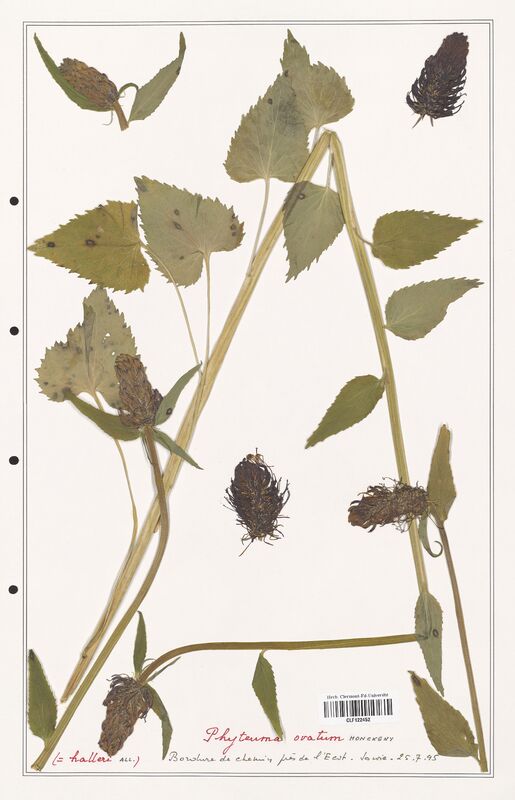 Phyteuma ovatum  (Campanulaceae)