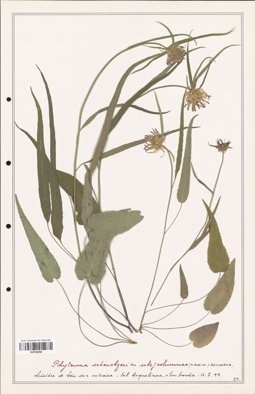 Phyteuma scheuchzeri  (Campanulaceae)