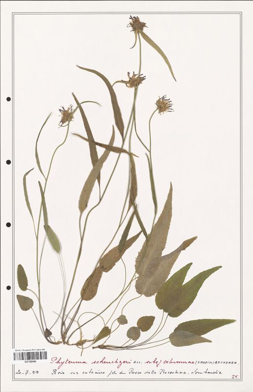 Phyteuma scheuchzeri  (Campanulaceae)