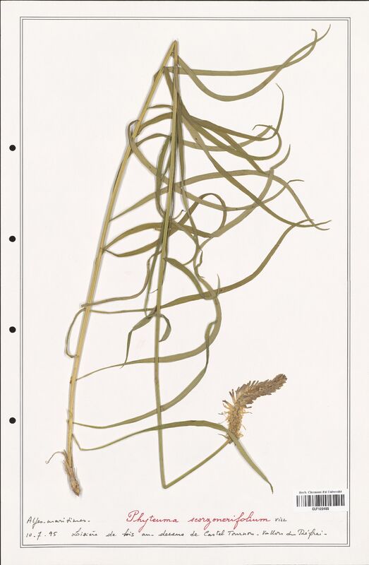 Phyteuma scorzonerifolium  (Campanulaceae)