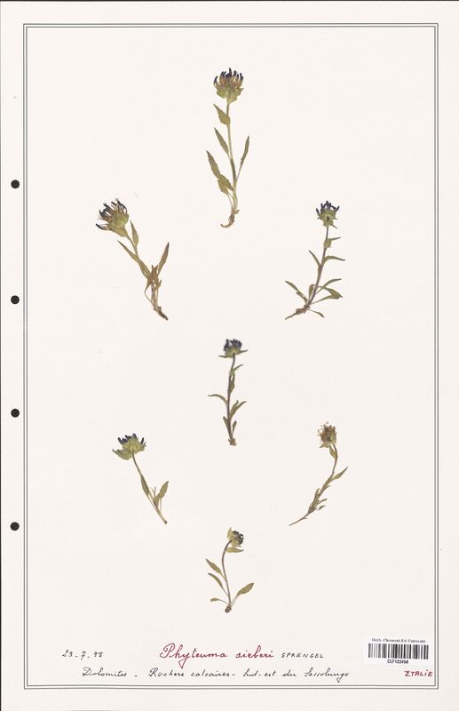 Phyteuma sieberi  (Campanulaceae)