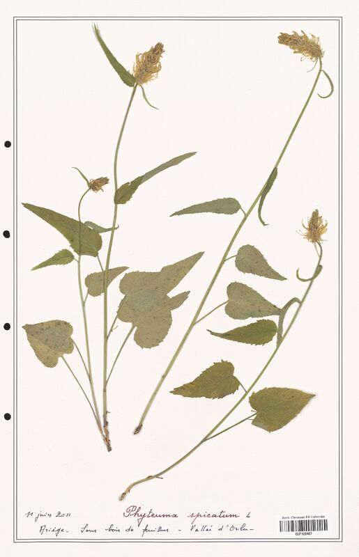 Phyteuma spicatum  (Campanulaceae)