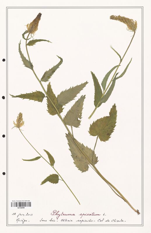 Phyteuma spicatum  (Campanulaceae)