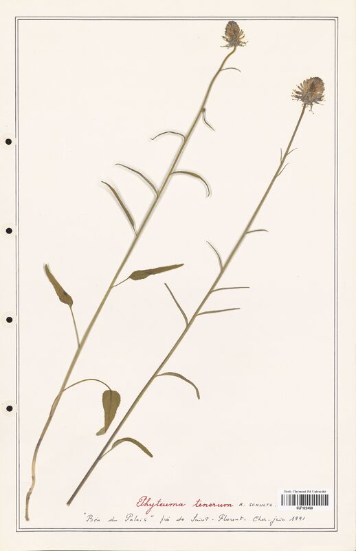 Phyteuma tenerum  (Campanulaceae)